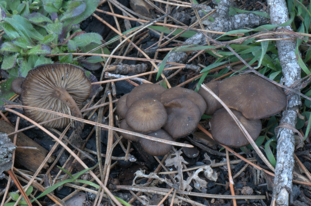 Tephrocybe anthracophila